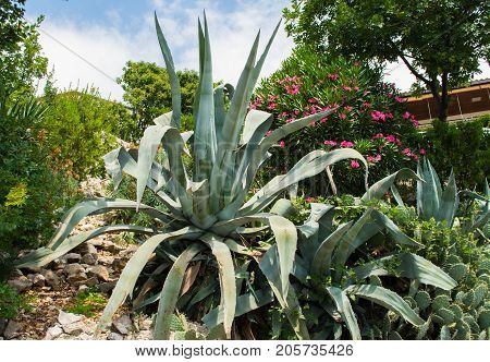Agava at tropical garden. Agave plant. Summer time