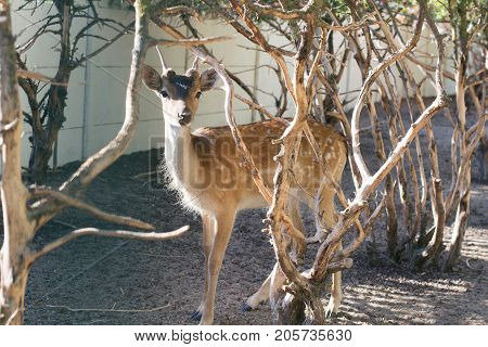 A small roe deer standing between trees