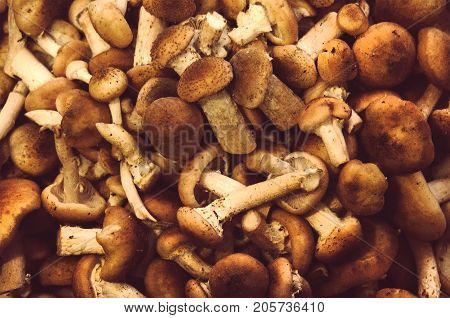 Dried Honey Fungus