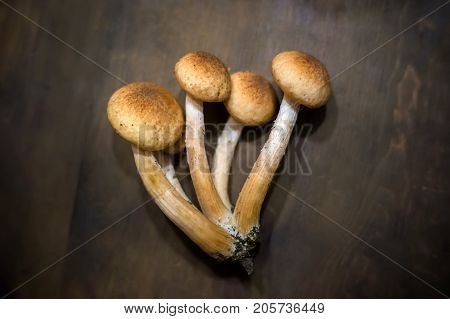 Some Fresh Edible Honey Agaric Armillaria Porcini Mushrooms