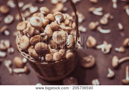 Basket With Fresh Mushrooms