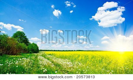 Dejlige solstrålerne over Golden Rapefield af forår.