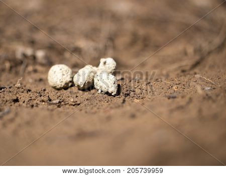 dog feces . In the park in nature