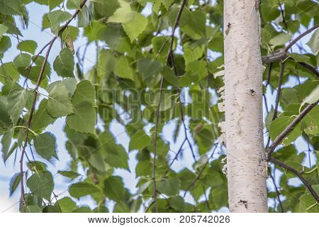 White Birch Trees With Beautiful Birch Bark In A Birch Grove