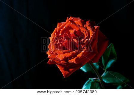 one red rose on a black background with drops of water on petels