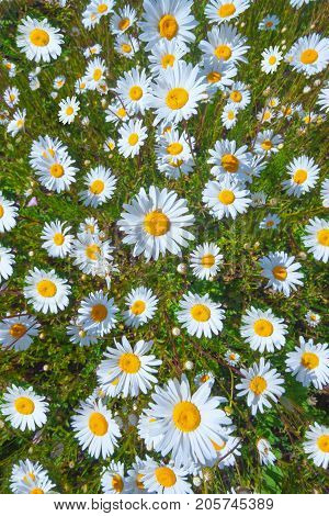 Field of white daisies with green grass on a summer sunny day