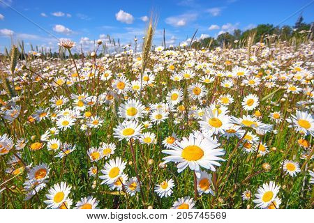 Field of white daisies with green grass against a blue sky with clouds in a summer sunny day
