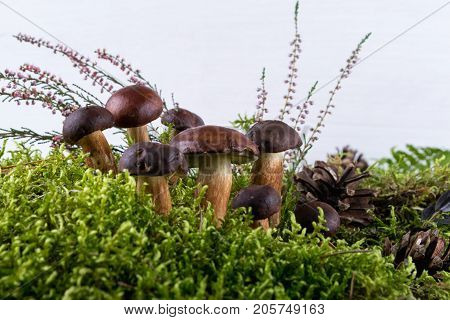 Boletus badius wild porcini mushrooms on moss. white background.