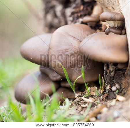 oyster mushrooms in nature . In the park in nature