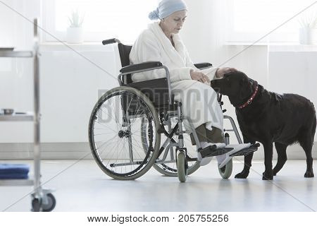 Dog Assisting Disabled Senior Woman