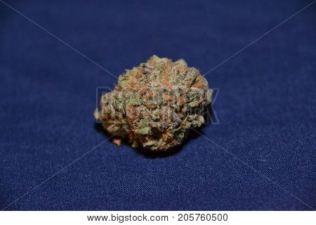 gelato is a hybrid medical marijuana strain