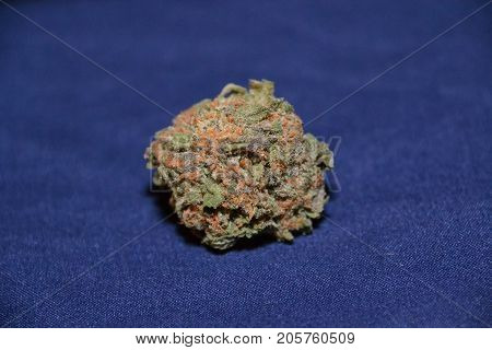 gelato is a hybrid medical marijuana strain