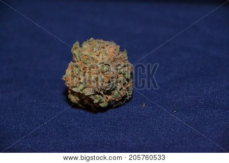 gelato is a hybrid medical marijuana strain