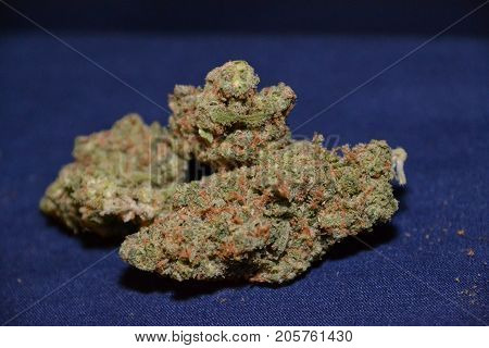 premium jack (cannabis cup award winner) is a sativa marijuana strain used for medical reasons
