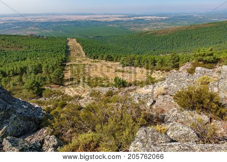 Wide angle of huge firebreak and pine tree forest in the mountain
