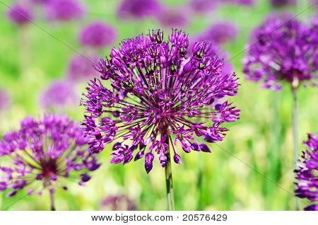 Fleurs violettes