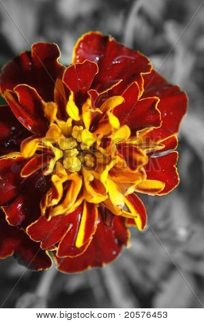 Ringelblume