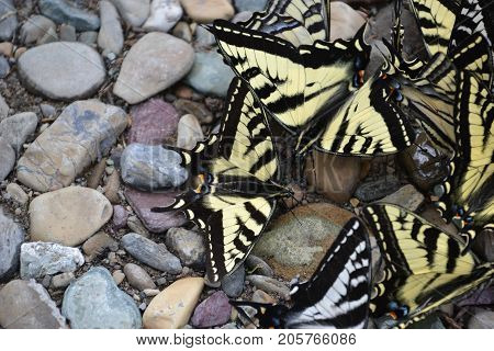 group of large tiger swallowtail butterflies in glacier national park