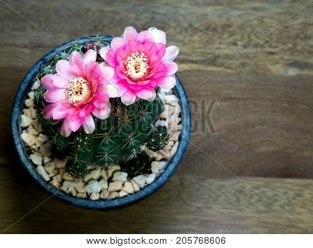 top view of pink cactus flower on the wooden table. have copy space for taxt
