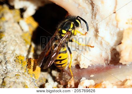 predatory wild dangerous wasp is eating the meat of a dead animal