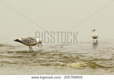 caspian gull at the fishing spot ( Larus cachinnans )