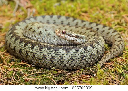 common european viper standing on green moss ( Vipera berus )