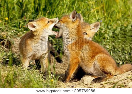 cute fox cubs playing out of the burrow ( Vulpes )