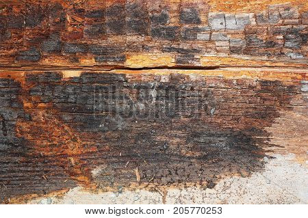 dry rot on old wood beam after water infiltration in building ( Serpula lacrimans )