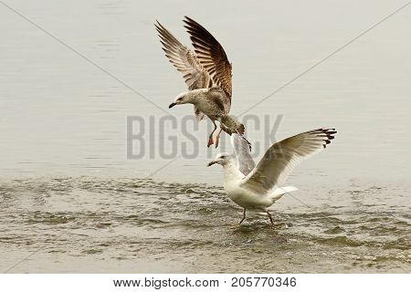 caspian gulls fighting for fishing spot ( Larus cachinnans )