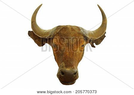 hunting trophy of african buffalo ( Syncerus caffer ) isolated over white background