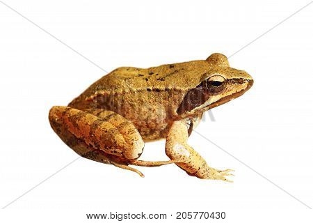 Rana dalmatina or agile frog isolated over white background