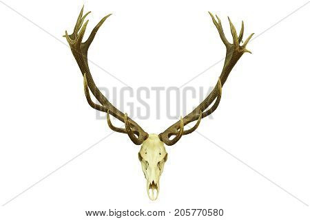 red deer hunting trophy with large antlers isolation over white background ( Cervus elaphus )