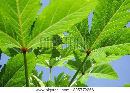 close up fresh green abelmochus esculentus leaves in nature garden