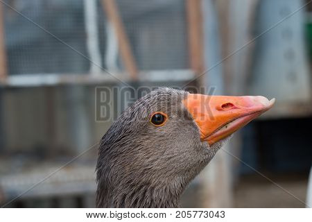 Close Up Of Goose Grazing