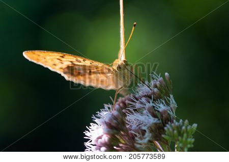 Butterfly On Flower