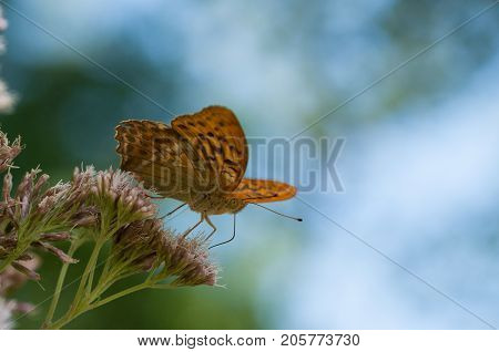 Butterfly On Flower