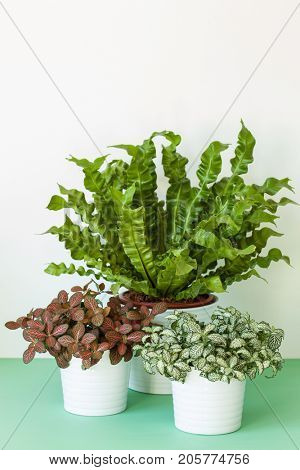 houseplant Asplenium nidus and fittonia in flowerpot