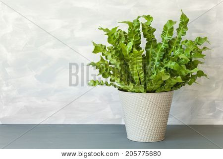 houseplant Asplenium nidus in flowerpot