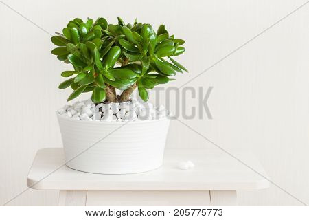 houseplant Crassula ovata jade plant money tree in white pot