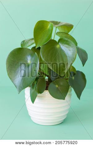 houseplant peperomia in white pot