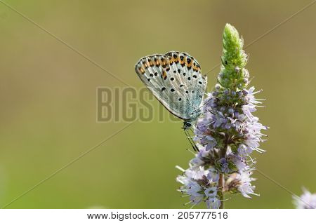 Butterfly On Flower