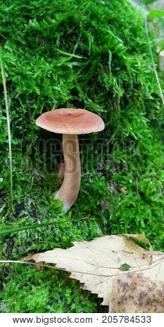 A small orange mushroom grew among the green moss in the forest.