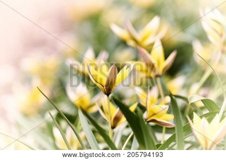Turkestan Tulips (Tulipa Turkestanica)