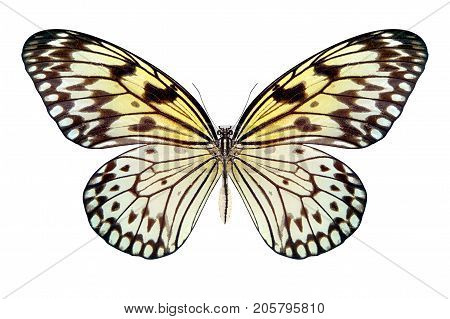 beautiful butterfly isolated on a white background