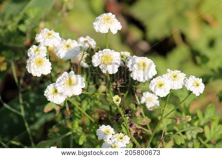 White flowers of sneezewort (Achillea ptarmica) on flowerbed