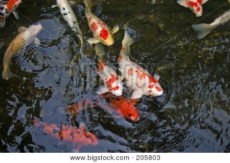 Carpa Koi