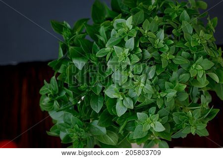 Bazil leaves on kitchen over wooden table