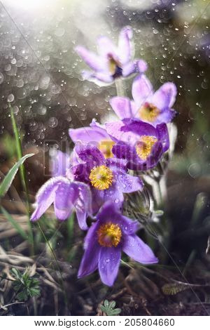 Spring pasqueflower Pulsatilla vernalis spring flowers sprinkled with water with bokeh vertical