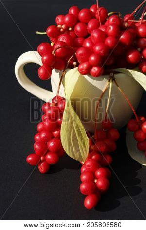 schizandra and leaves in the cup on the dark background. Crop of schizandra