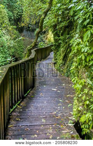 beautiful forest, countryside, road in rural area